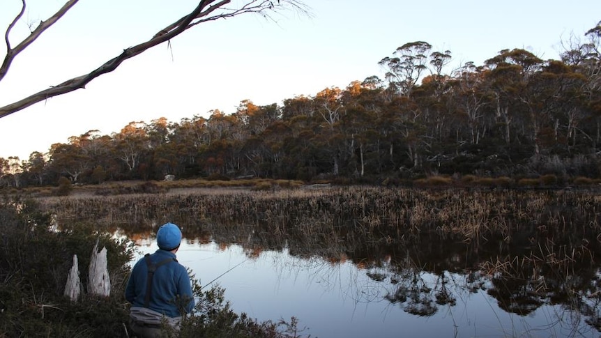 Fly fisherman on Lake Malbena in Tasmania, shot from the back against a gum forest reflected in the lake.