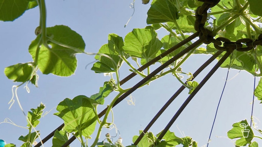 Vine growing up metal poles outdoors with bright blue sky