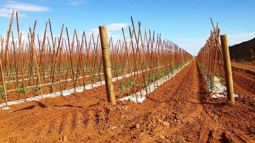 The horticultural industry in Carnarvon is waiting on seedlings to plant this years crops, such as tomatoes
