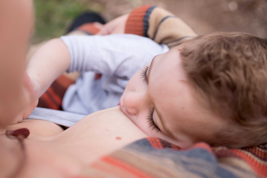 Toddler breastfeeding on mothers lap.