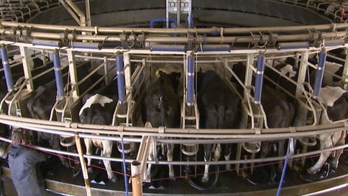Dairy cows being milked at Circular Head