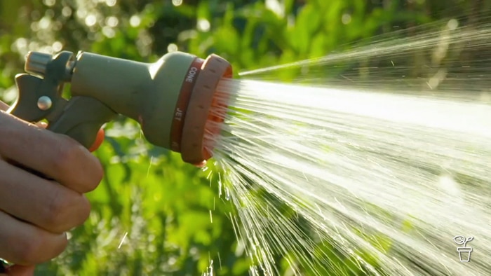 A garden being hand-watered with hose with sprayer attached