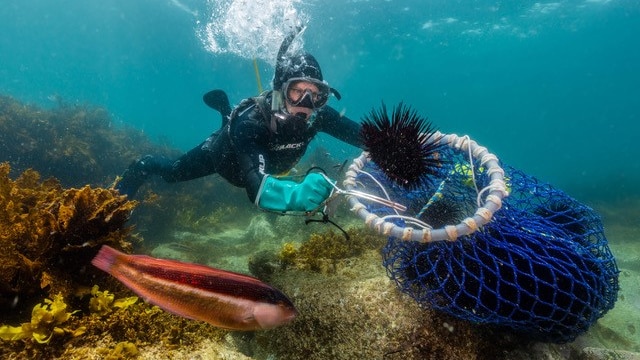 A diver harvesting urchin in the ocean