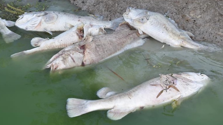 Dead fish lie on the riverbank of the Darling River.