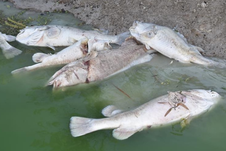Dead fish lie on the riverbank of the Darling River.