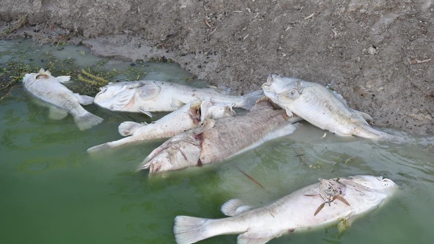 Dead fish lie on the riverbank of the Darling River.