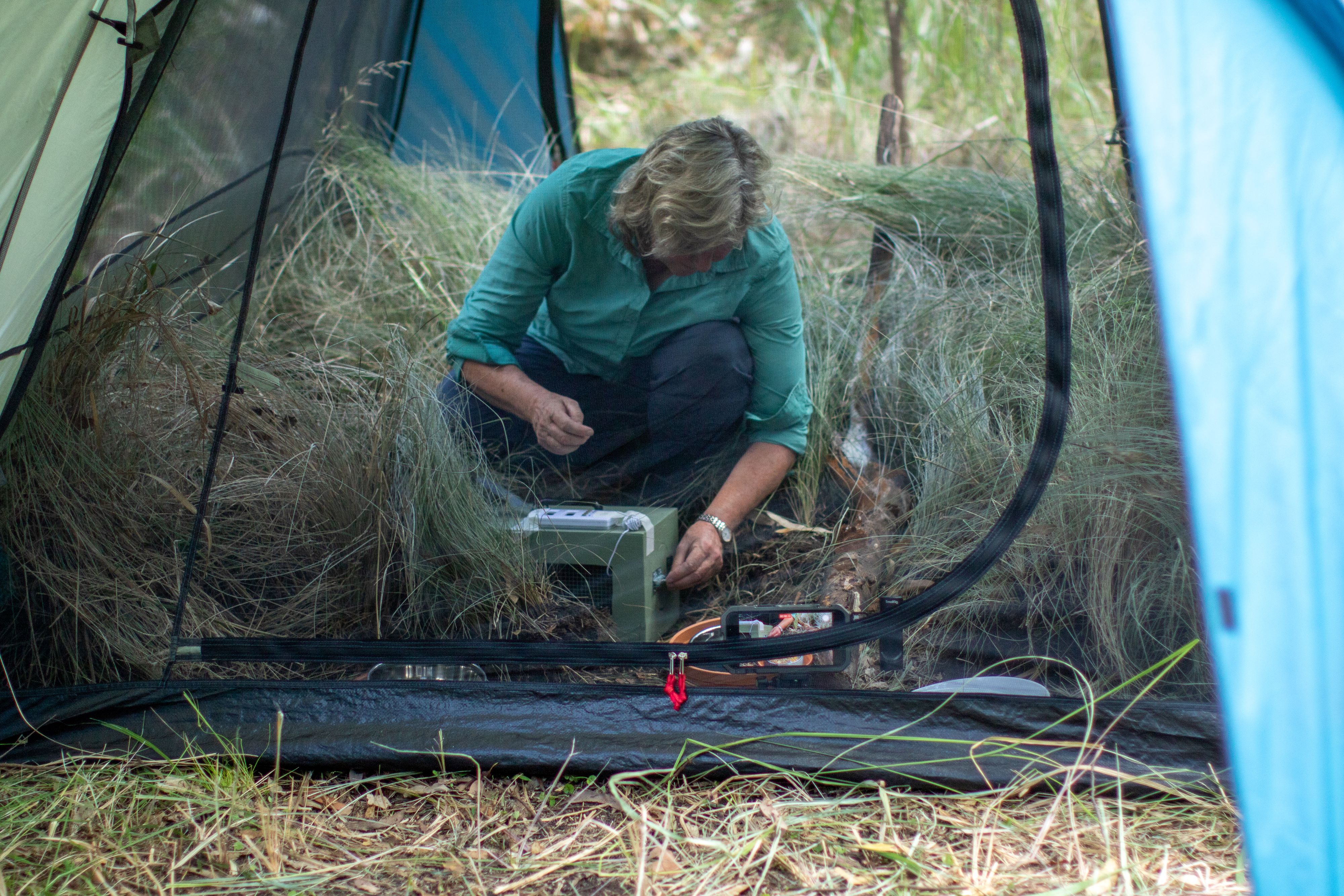 A ranger inside a tent, filled with grass, and a bird in a small enclosure.