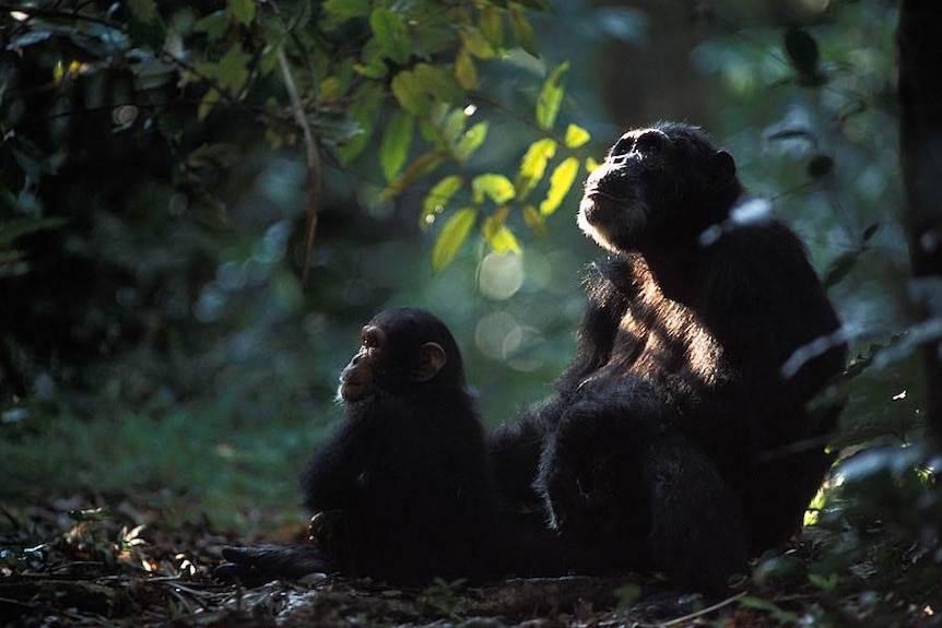 Two chimpanzees in the forest.