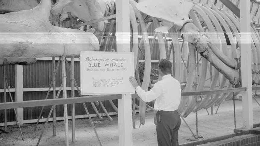 A man stands next to a sign in front of the whale skeleton in a large shed.