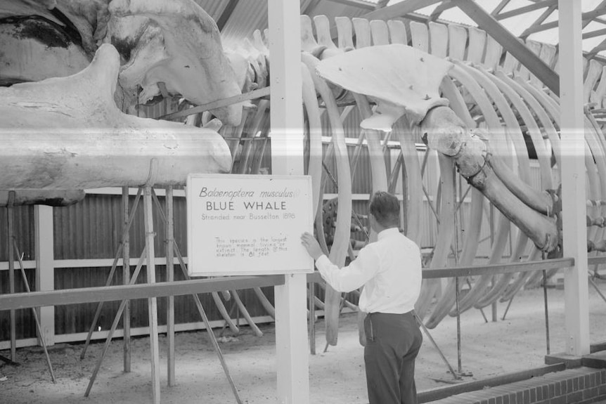 A man stands next to a sign in front of the whale skeleton in a large shed.