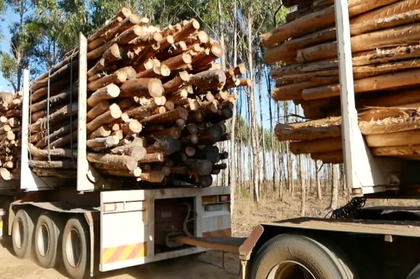 Trucks carrying bluegum logs in Albany.