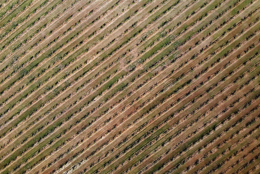 Vine rows with native grasses growing underneath them.