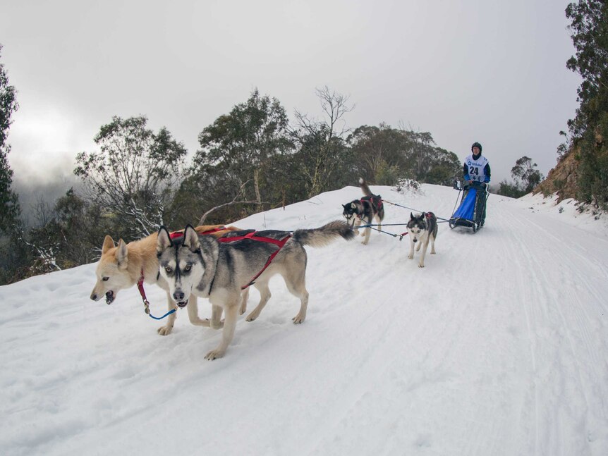 Markus Israng races his huskies at Mount Buller