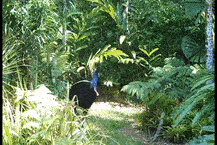 Cassowary walking in a rainforest.