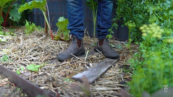 Feet standing on two pieces of wood in a garden bed.