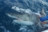 A great white shark just under the surface of the water.