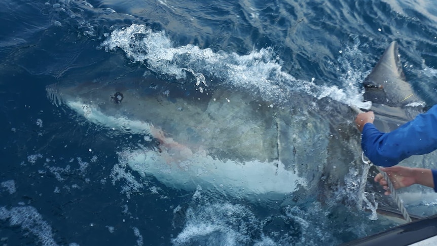 A great white shark just under the surface of the water.