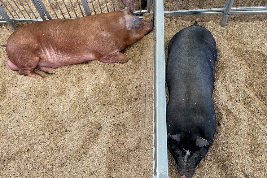 Two pigs in adjoining sties.