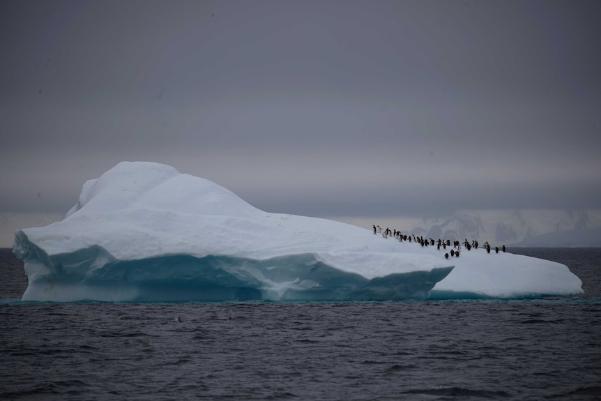 Pengins walking on an iceberg