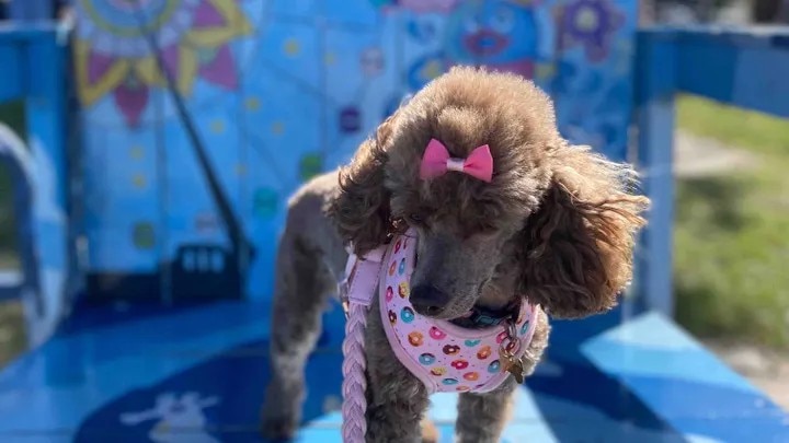 Poodle dog with ribbon in hair.