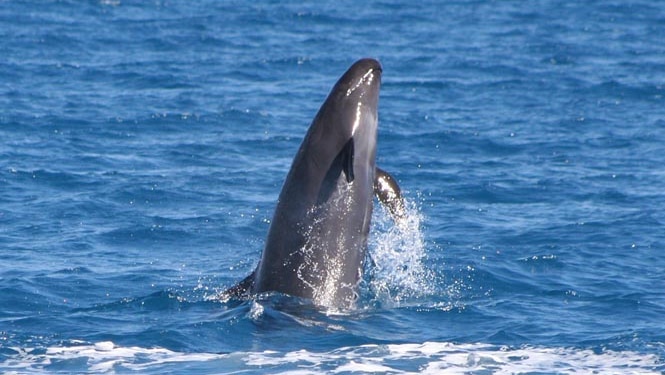 False killer whale