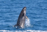 False killer whale