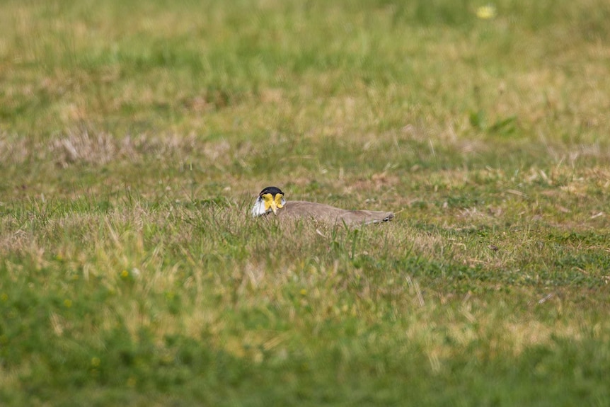 Adult plover sitting on nest in grass