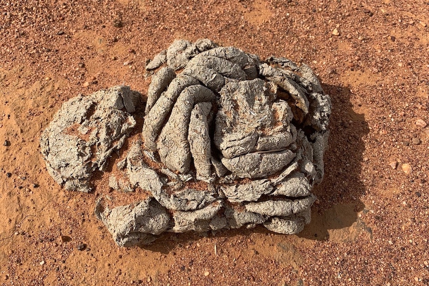 A dried cow pat sits on red dirt.