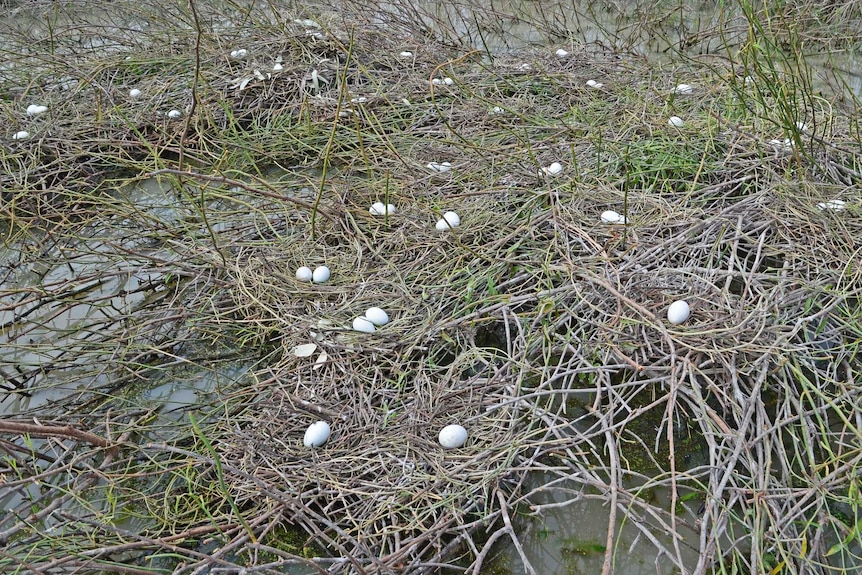 Straw-necked ibis nests in no-exposed lignum