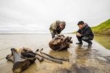 A man hold a mammoth bone fragment in the Pechevalavato Lake in the Yamalo-Nenets region, Russia.