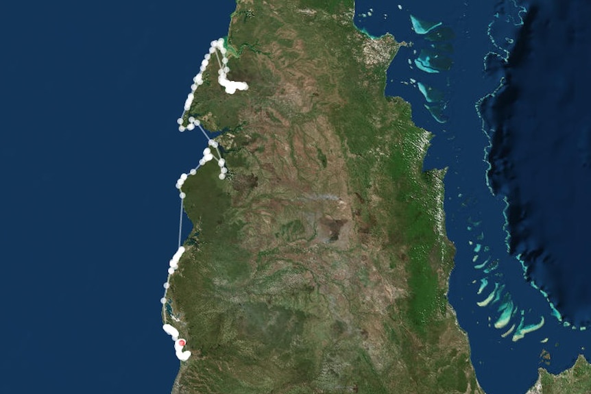 OZEsauce tracking map shows his large journey down the Gulf of Carpentaria and was last detected on September 8, 2015.