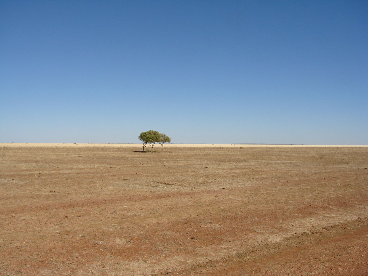 Outlook remains grim for NT cattle station sales - ABC News