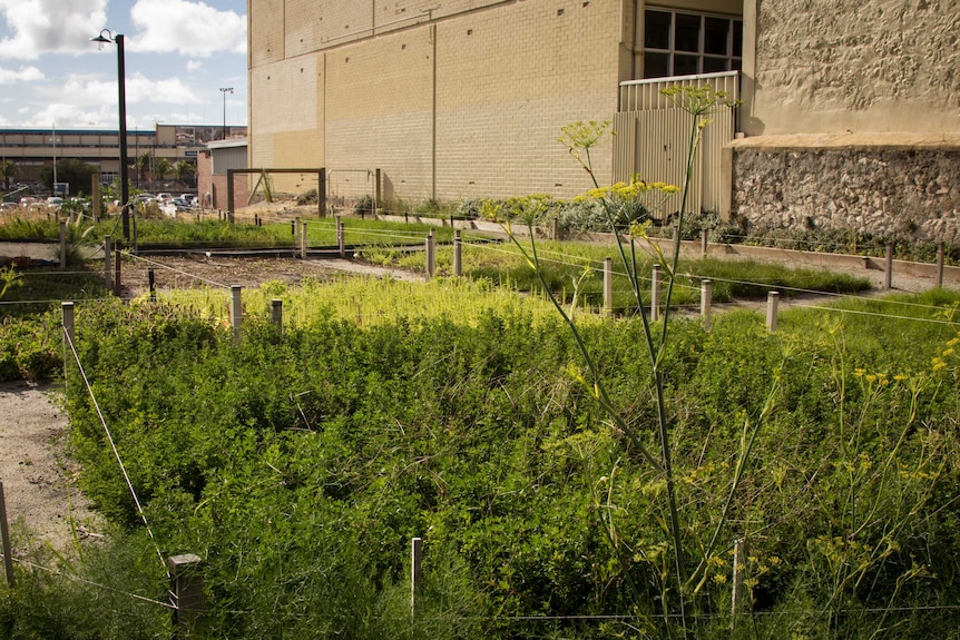 Weeds in ordered squares at Field of the Unwanted