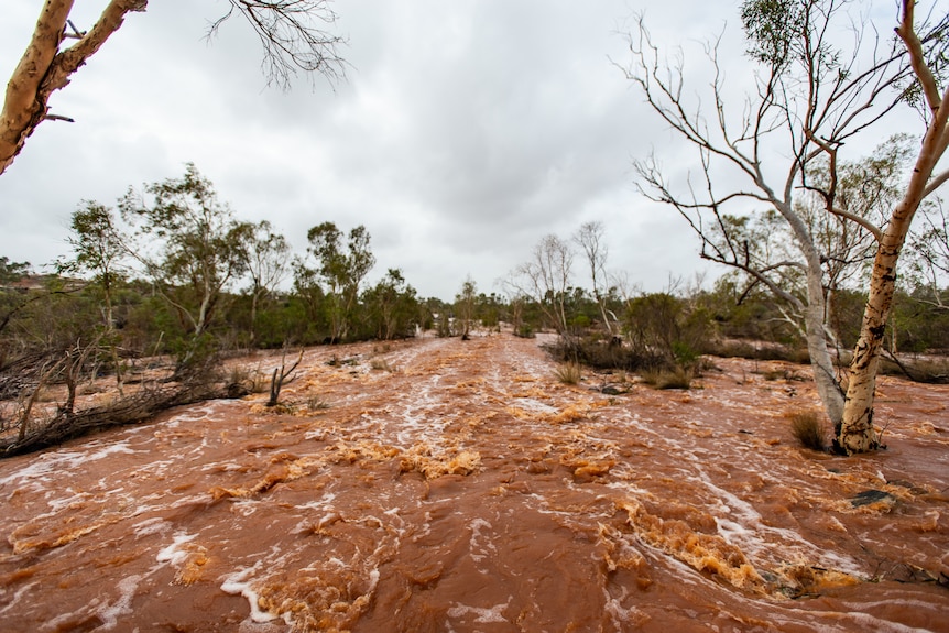 A flooded flowing river with brown water.