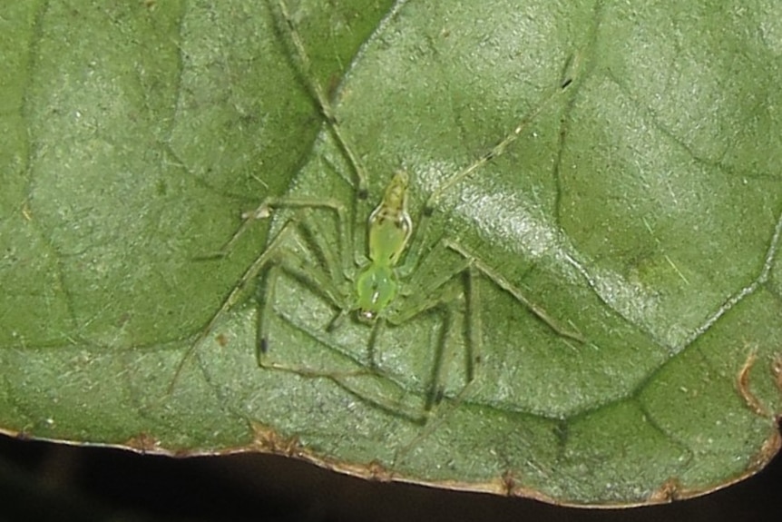 A translucent green spider with skinny legs spread across a green leaf, in close-up macro photo.
