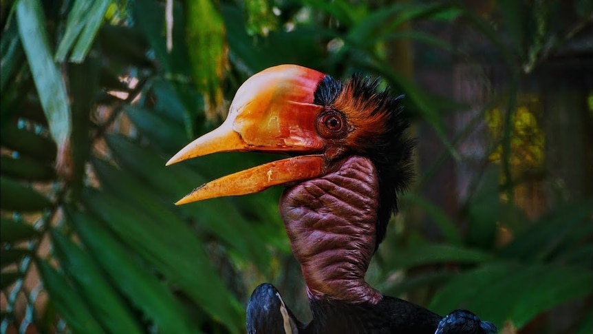 A Helmeted Hornbill side on to the camera in front of green foliage