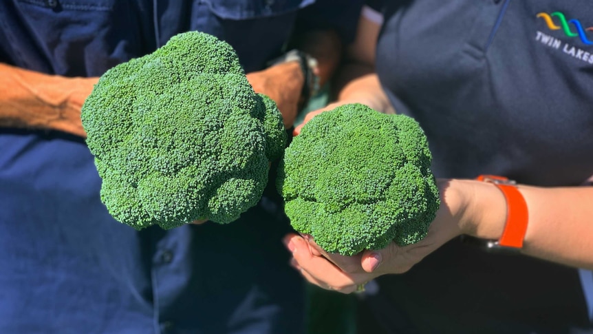 A close up of two broccoli heads in the hand of a male and female