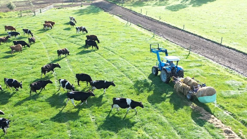 Aerial picture of dairy cattle in a paddock at Evan Campbell's farm in Yannathan, West Gippsland.