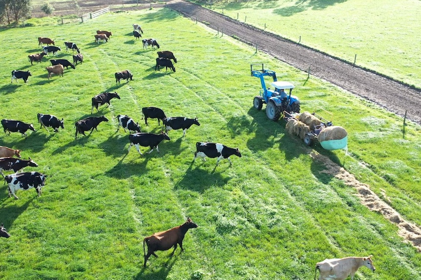 Aerial picture of dairy cattle in a paddock at Evan Campbell's farm in Yannathan, West Gippsland.