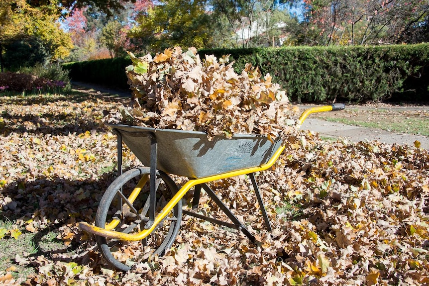 Wheelbarrow full of autumn leaves