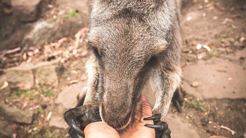 A helping paw from a wallaby