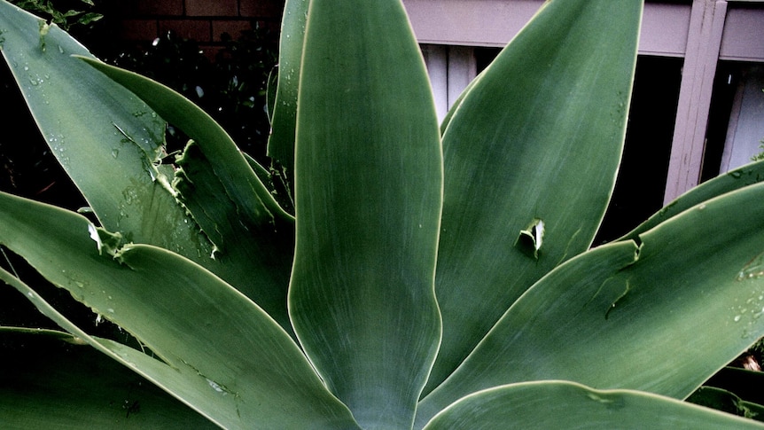 Hailstone damage to a plant at Keilor Downs.