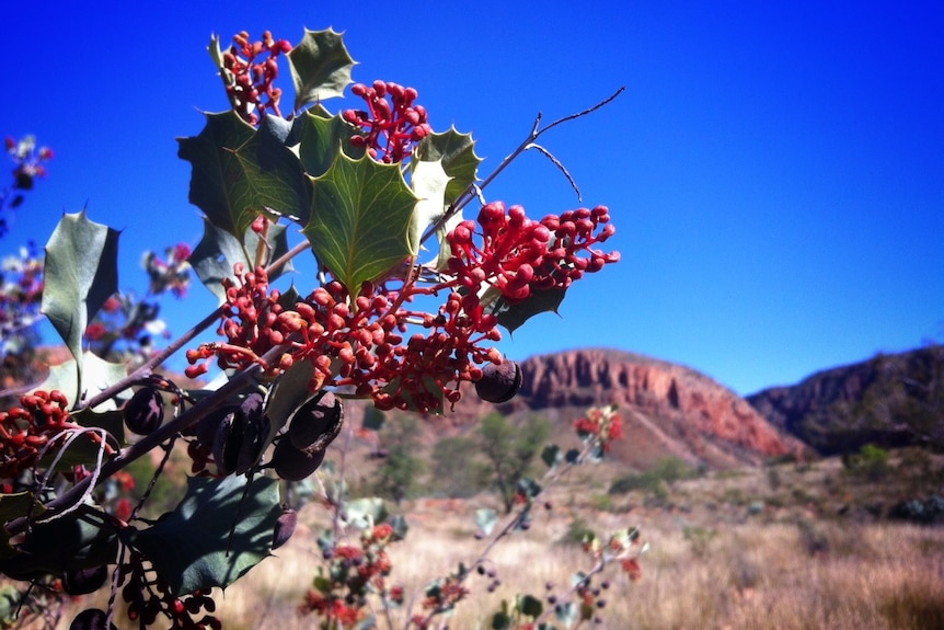 Holly grevillea