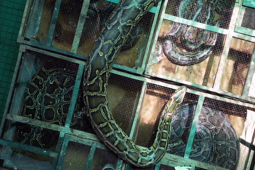 Pythons on top of cages.