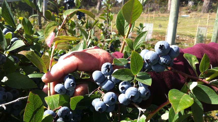 Increasing demand for Australian-grown blueberries