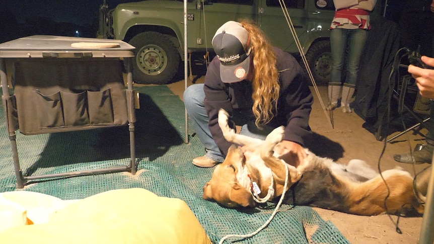 A dog rolls on the ground while a woman rubs its belly.