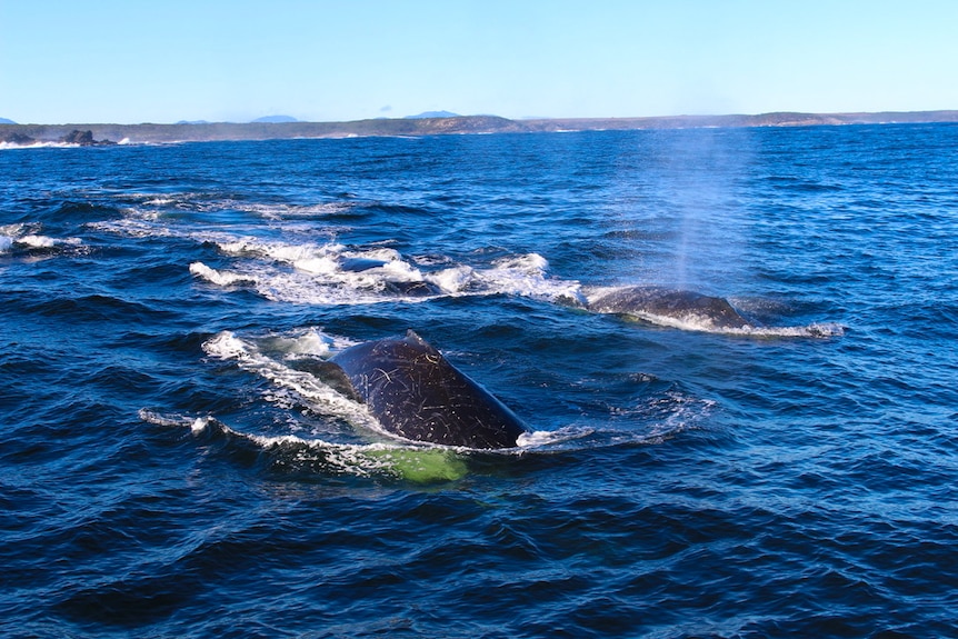 A pod of humpback whales near the Shank