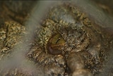 Generic TV still of close-up of eye of a crocodile