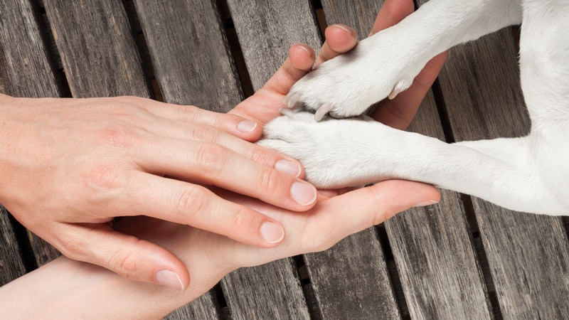 Human hands reaching out to dog paws.