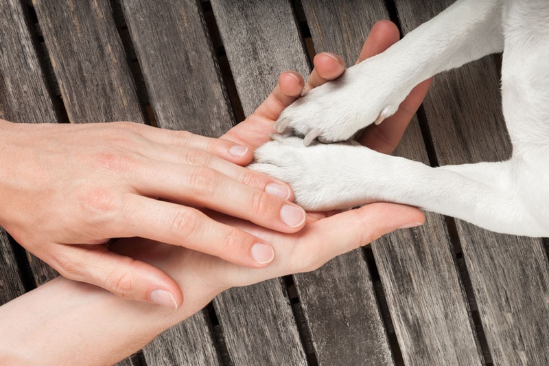 Human hands reaching out to dog paws.